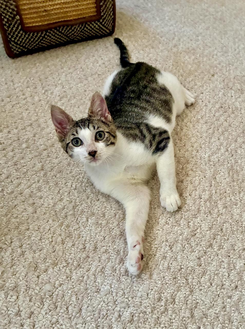 Alrik , a Adoptable Tabby in River Edge, NJ image 6/6