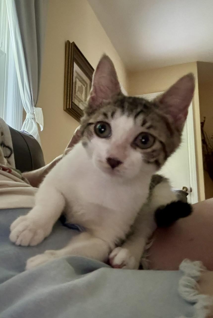 Alrik , a Adoptable Tabby in River Edge, NJ image 2/6