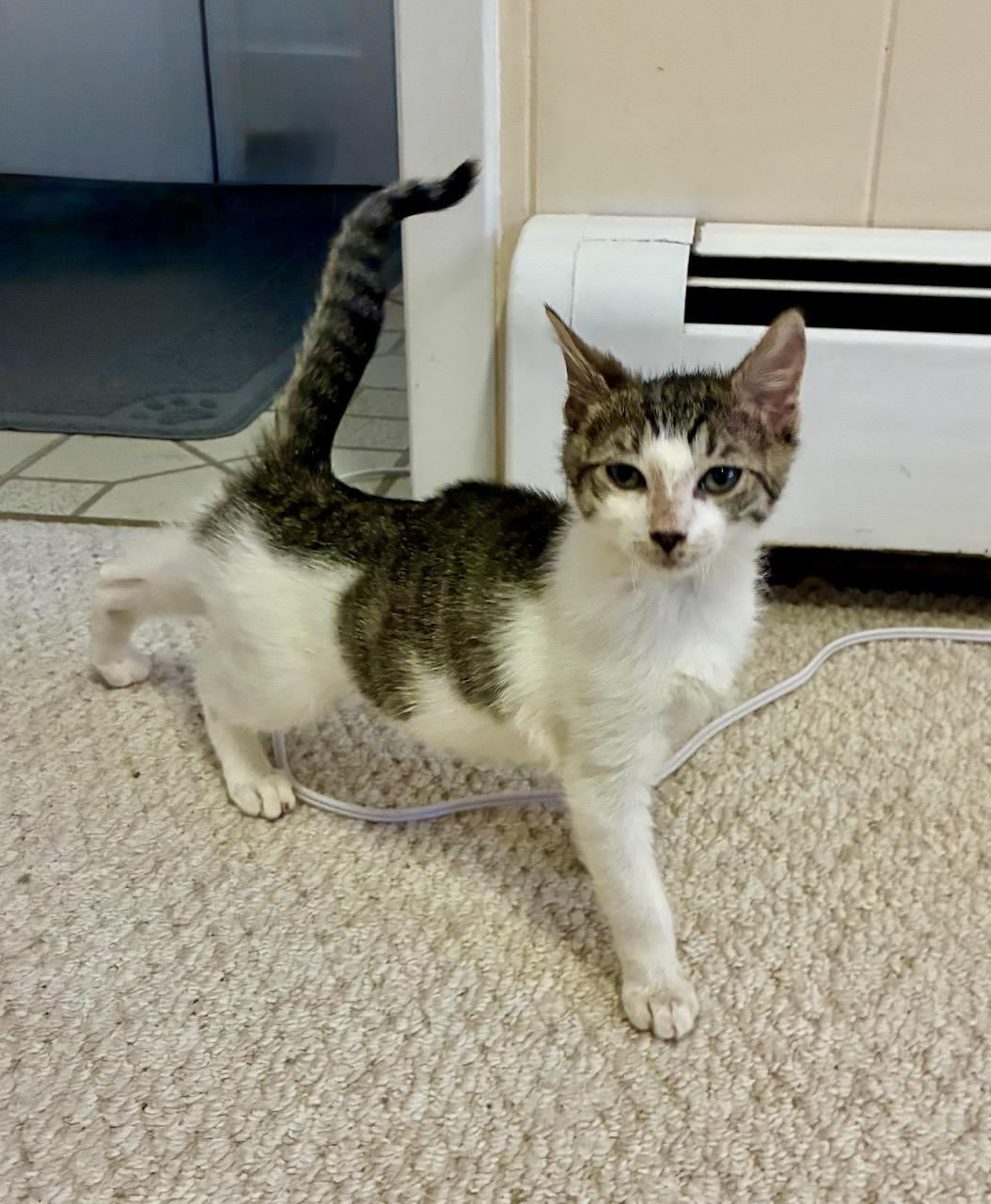 Alrik , a Adoptable Tabby in River Edge, NJ image 5/6