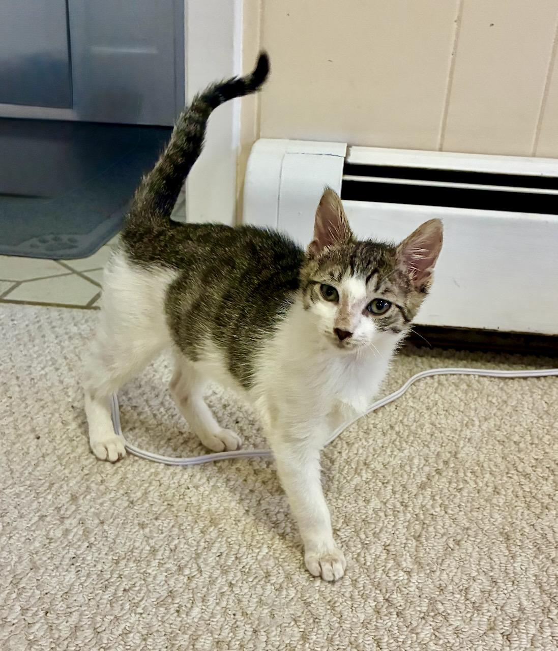 Alrik , a Adoptable Tabby in River Edge, NJ image 1/6