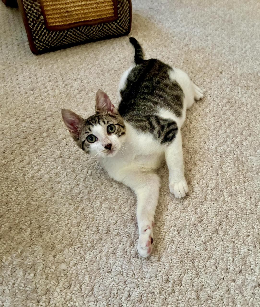 Alrik , a Adoptable Tabby in River Edge, NJ image 1/6