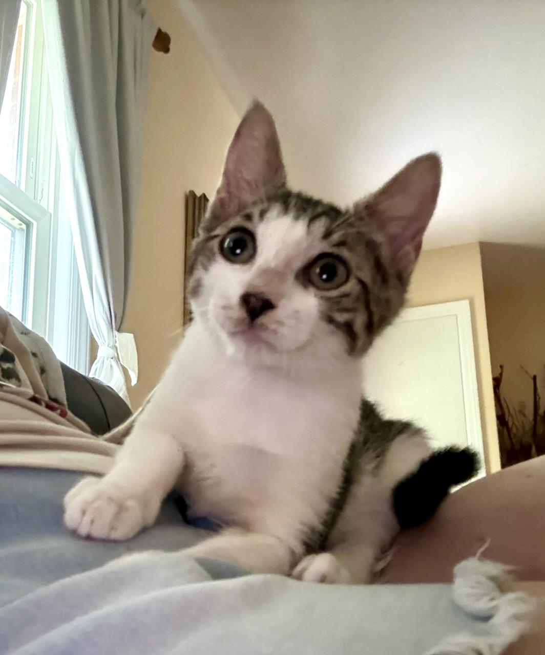 Alrik , a Adoptable Tabby in River Edge, NJ image 3/6