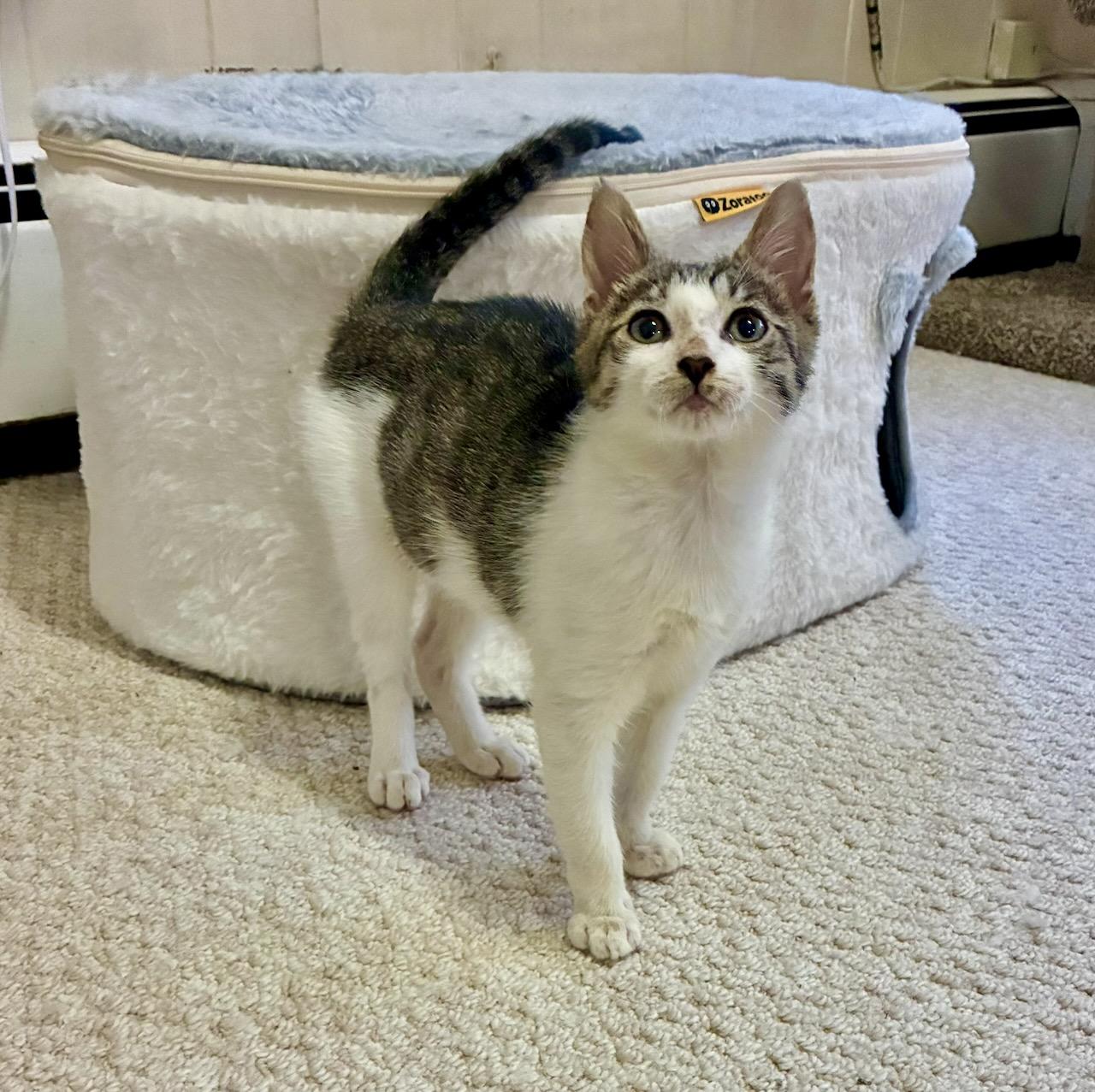 Alrik , a Adoptable Tabby in River Edge, NJ image 4/6