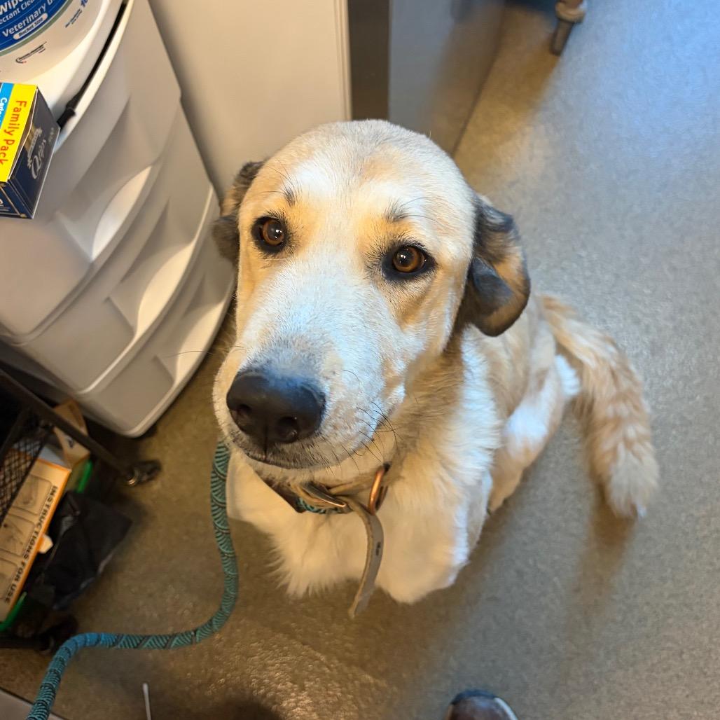 Luna, Adoptable, Adult Female Shepherd & Husky.