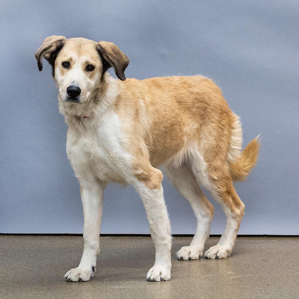 Enlarge Luna, a Adoptable mixed breed in Council Bluffs, IA image 2/3