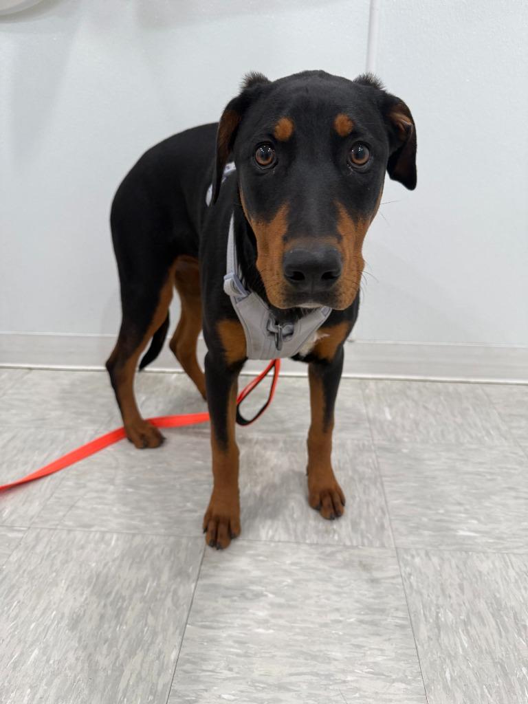 Tuna, Adoptable, Puppy Female Manchester Terrier & Cattle Dog.