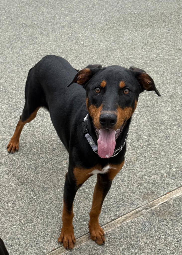 Tuna, a Adoptable mixed breed in Brookings, OR image 2/2