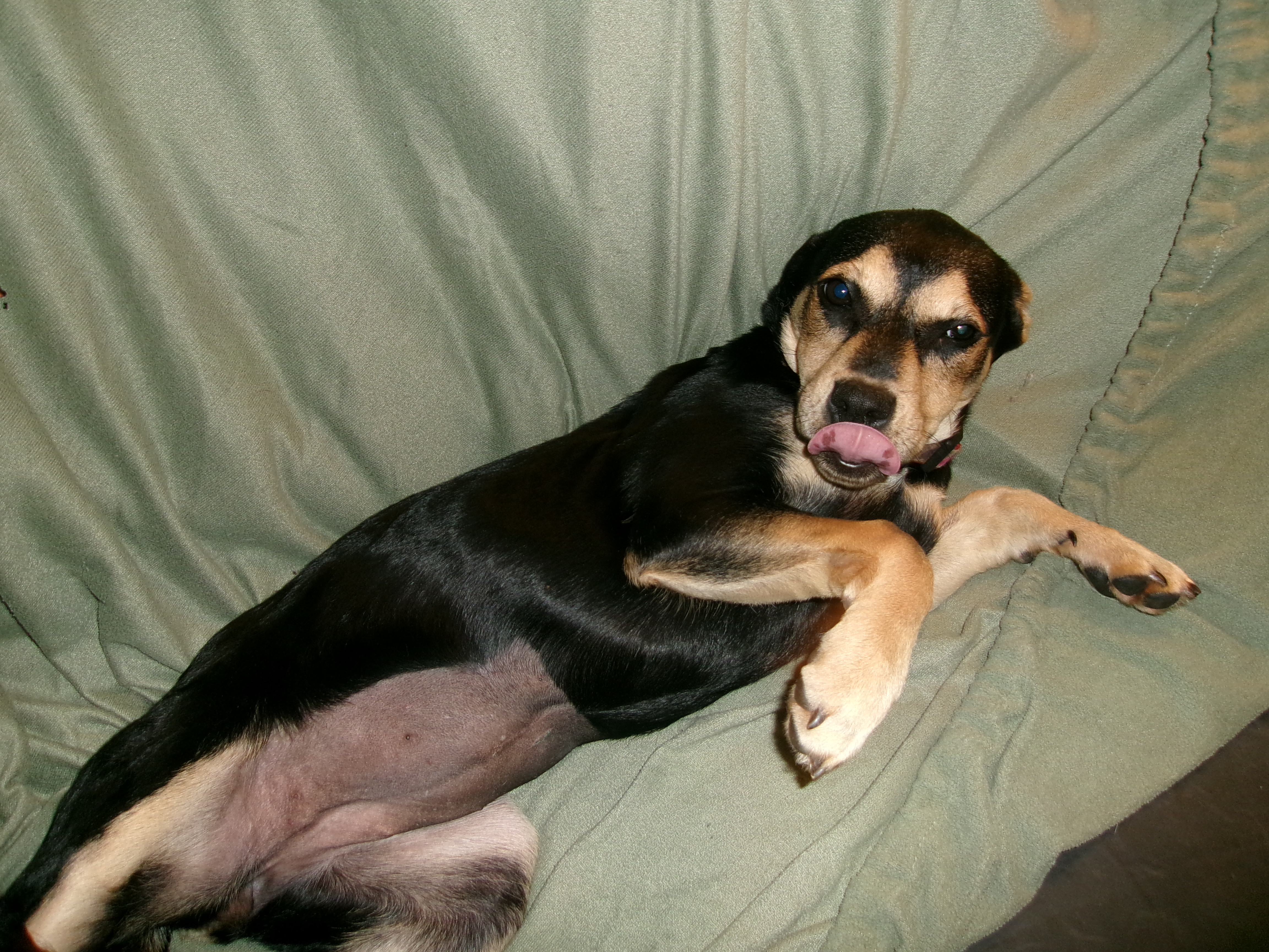 Daffy, Adopted, Puppy Female Beagle.