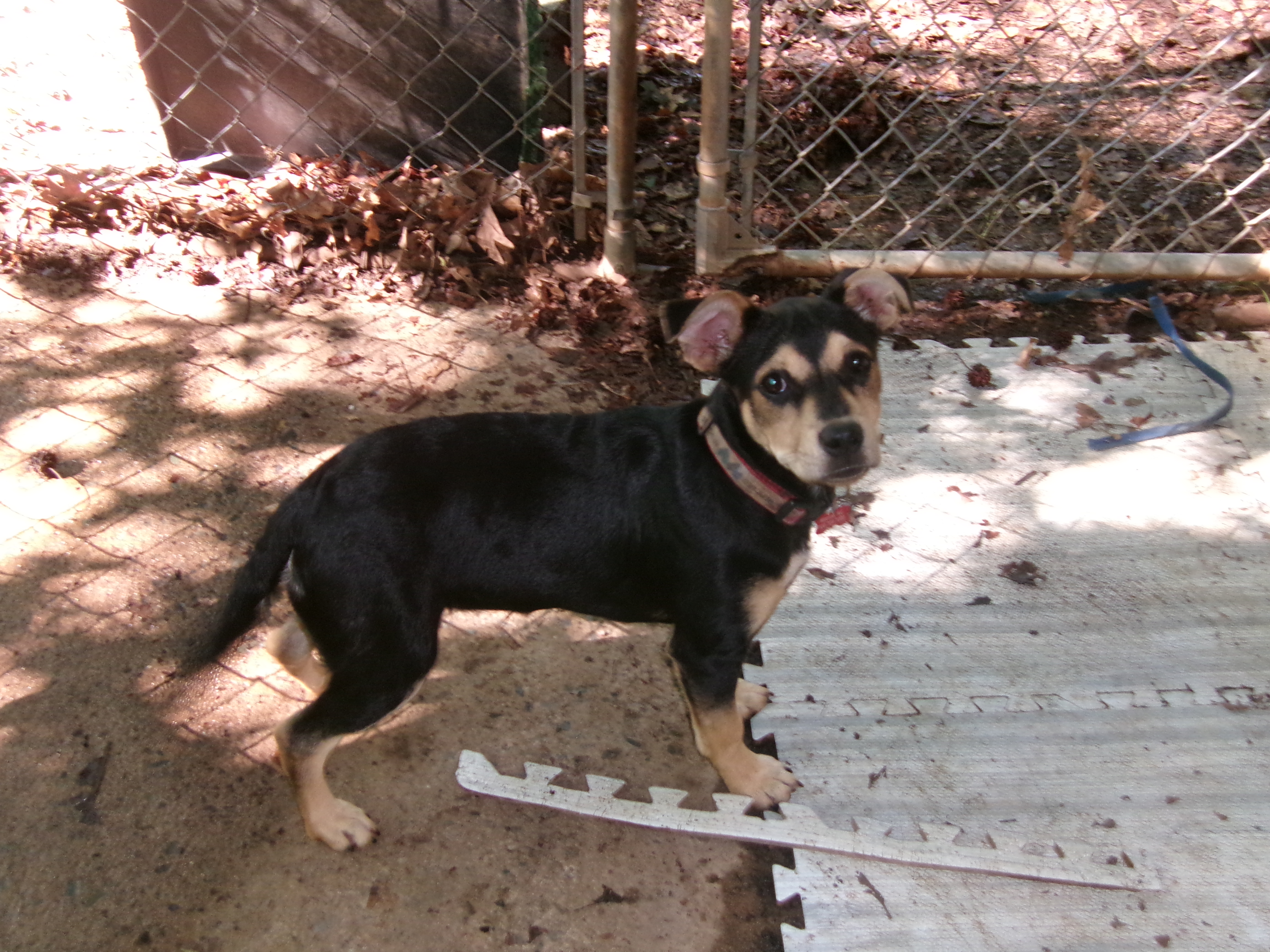 Enlarge Daffy, a Adopted Beagle in Matthews, NC image 2/4
