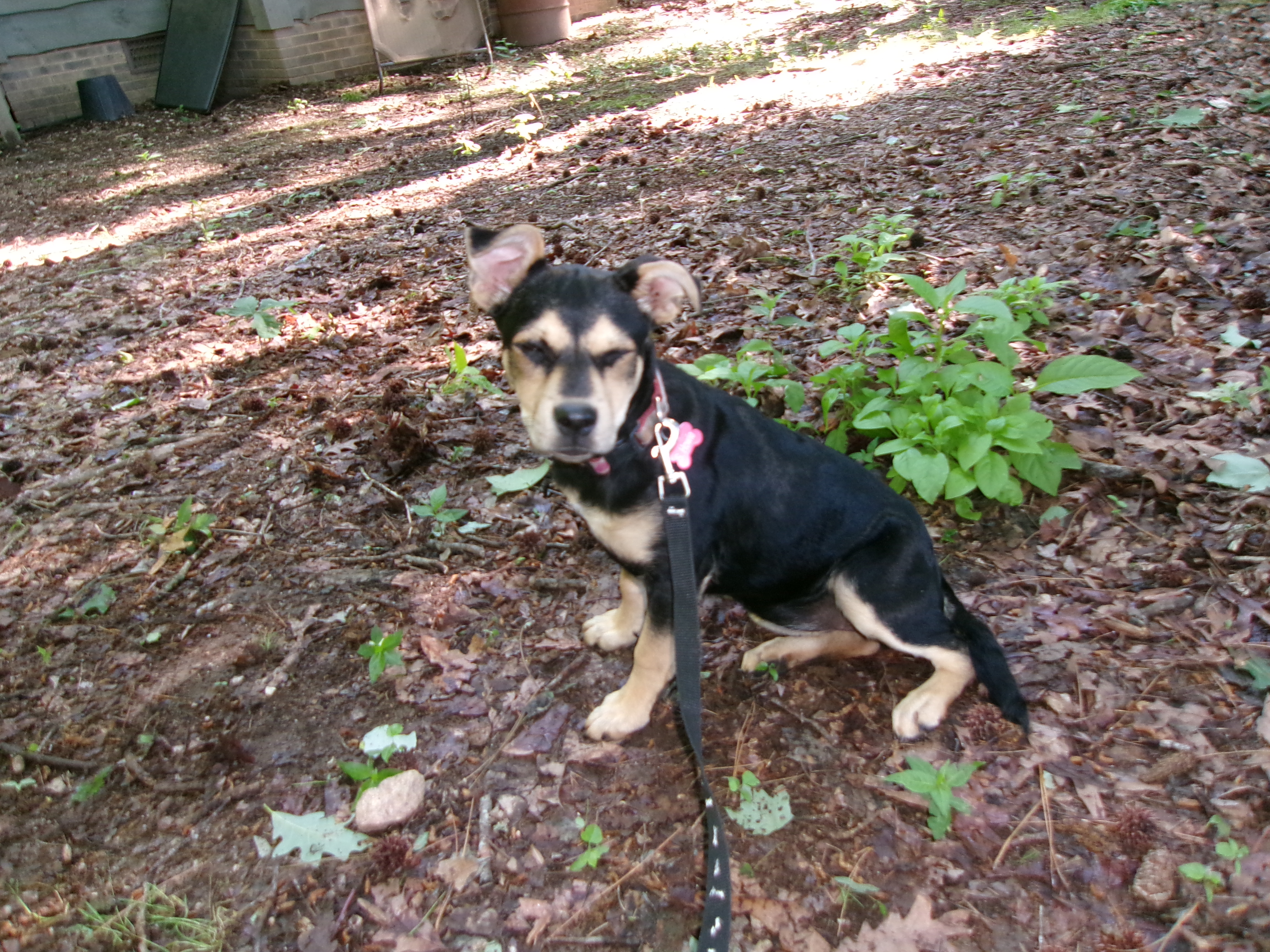 Enlarge Daffy, a Adopted Beagle in Matthews, NC image 4/4