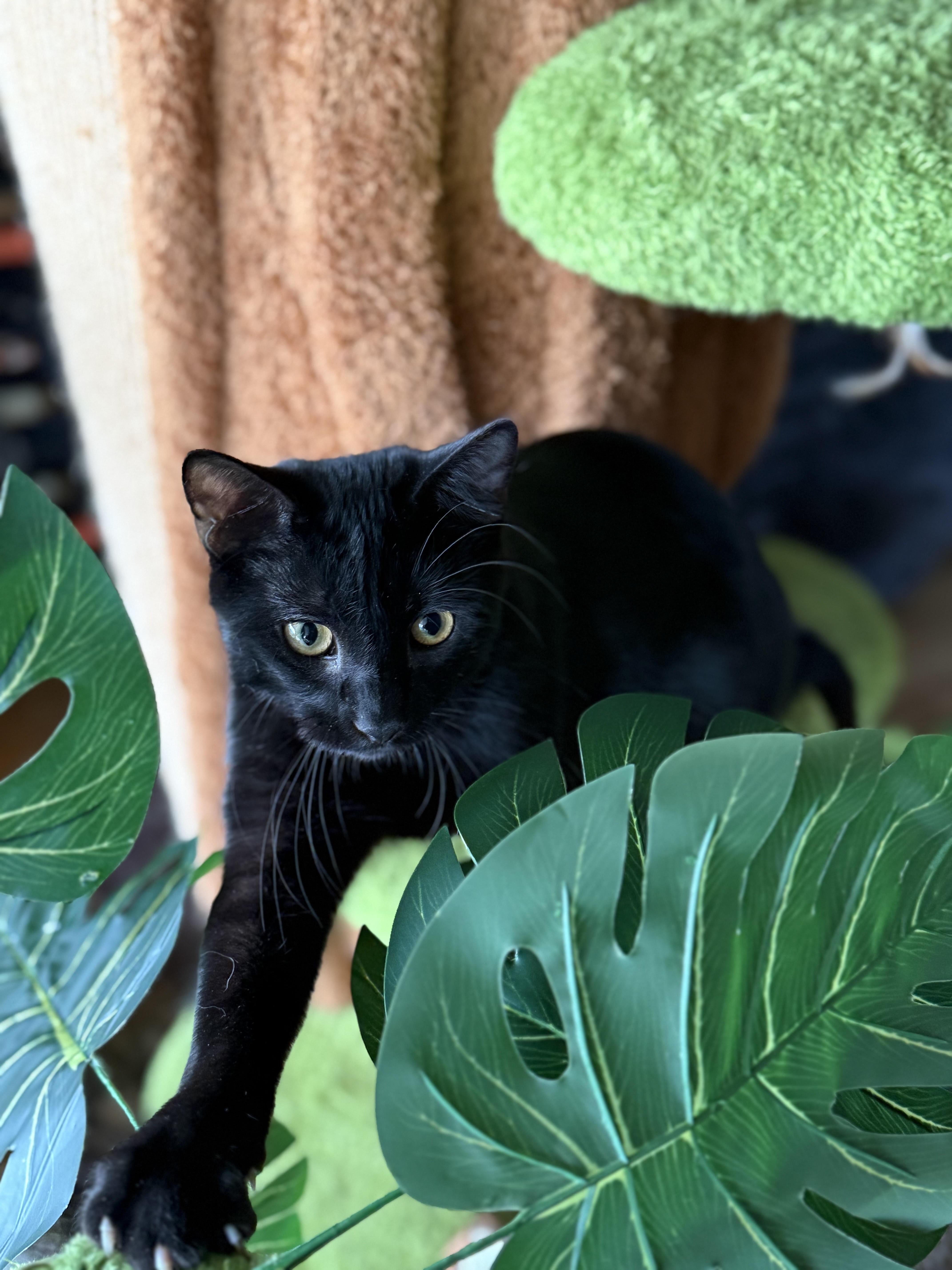 Sig, Adoptable, Adult Male Domestic Short Hair.