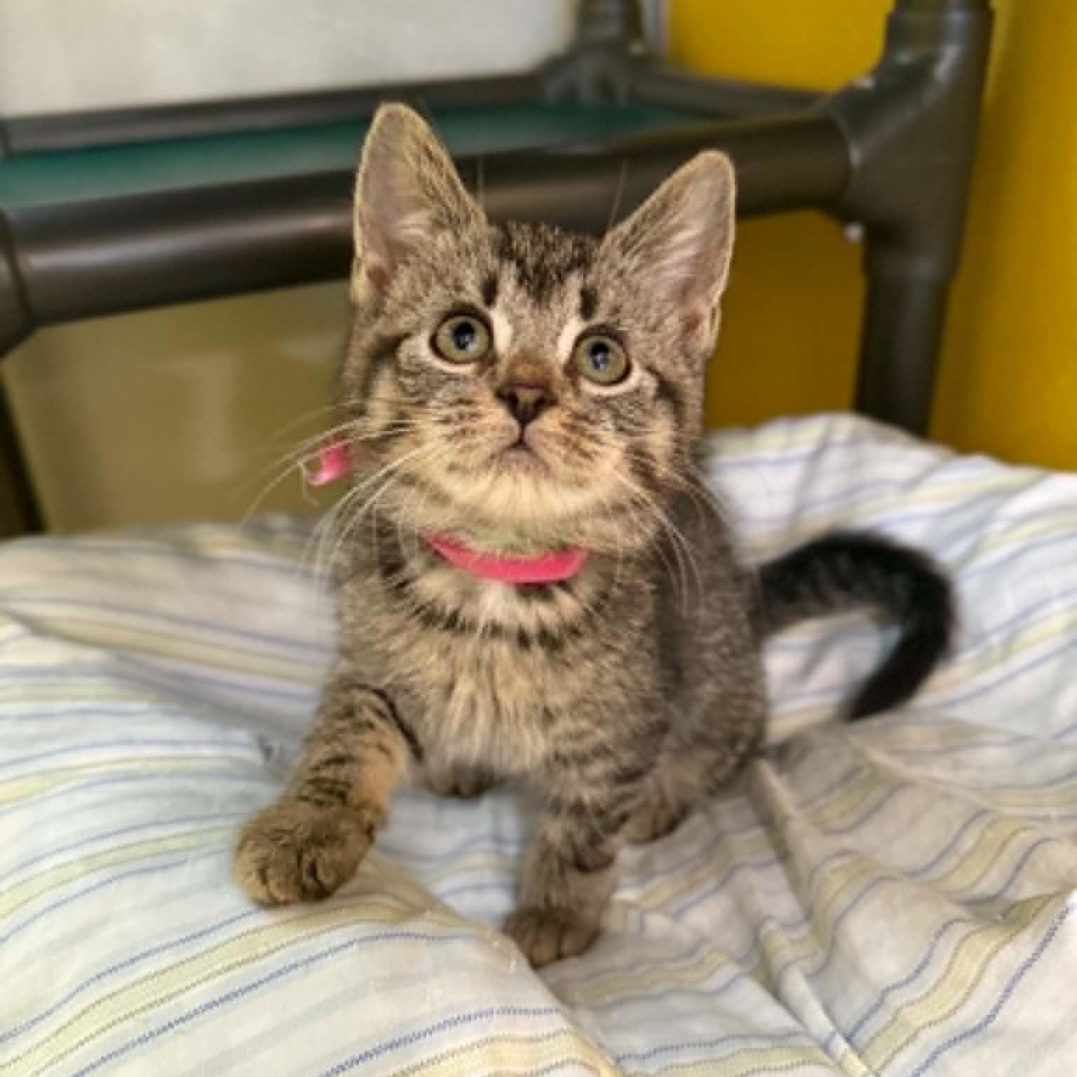 Enlarge Supernova, a Adoptable mixed breed in Penn Yan, NY image 4/6
