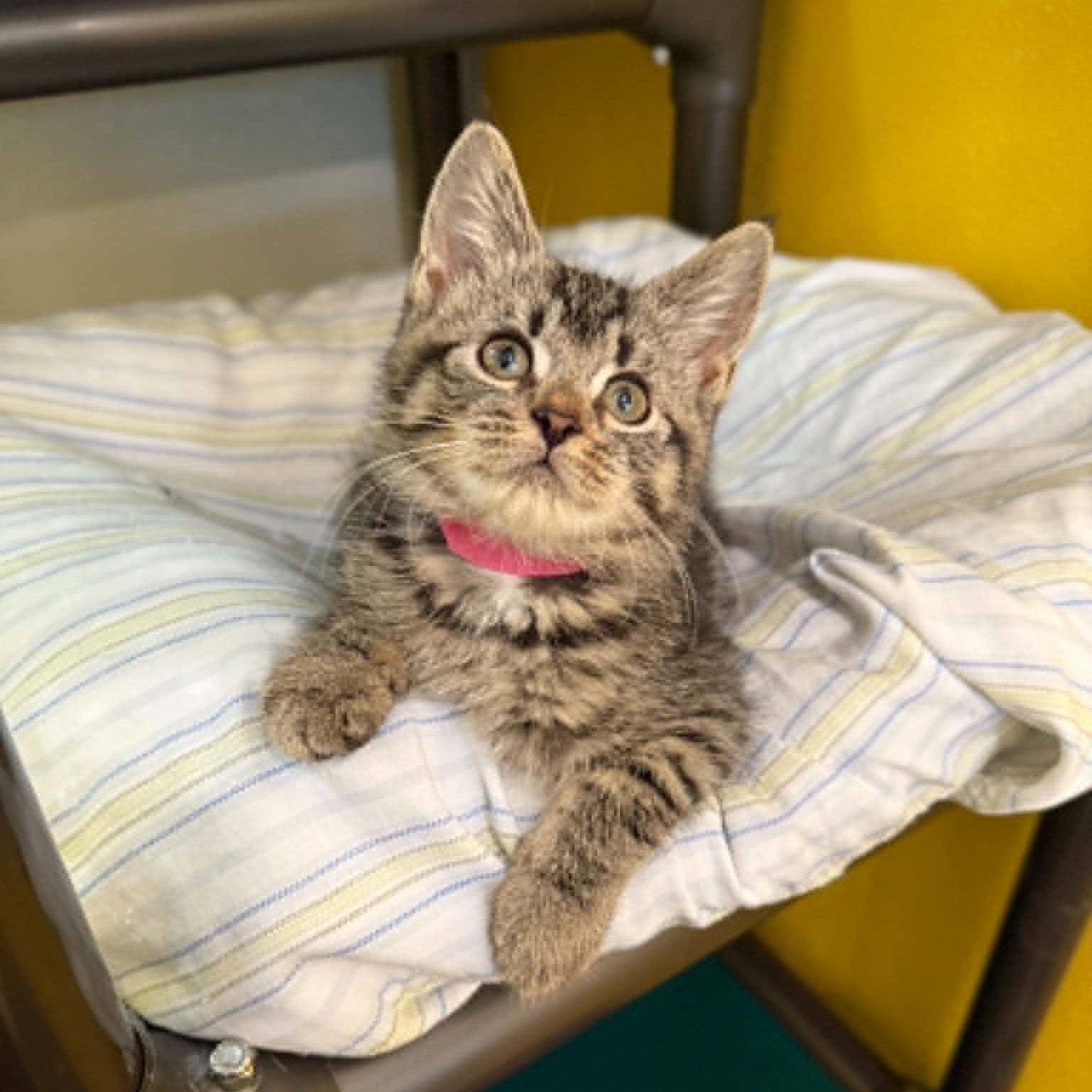 Enlarge Supernova, a Adoptable mixed breed in Penn Yan, NY image 5/6