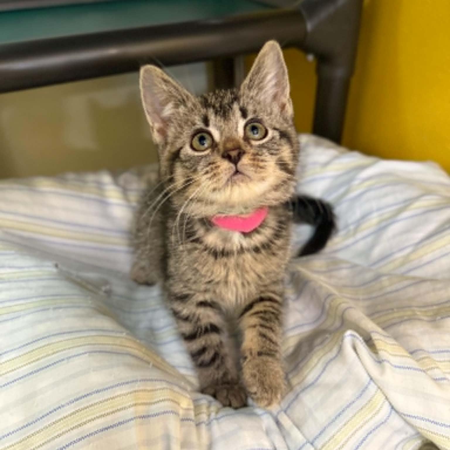 Enlarge Supernova, a Adoptable mixed breed in Penn Yan, NY image 2/6