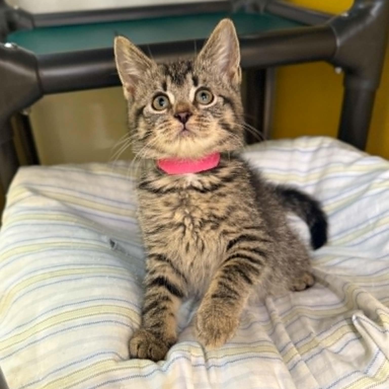 Enlarge Supernova, a Adoptable mixed breed in Penn Yan, NY image 6/6