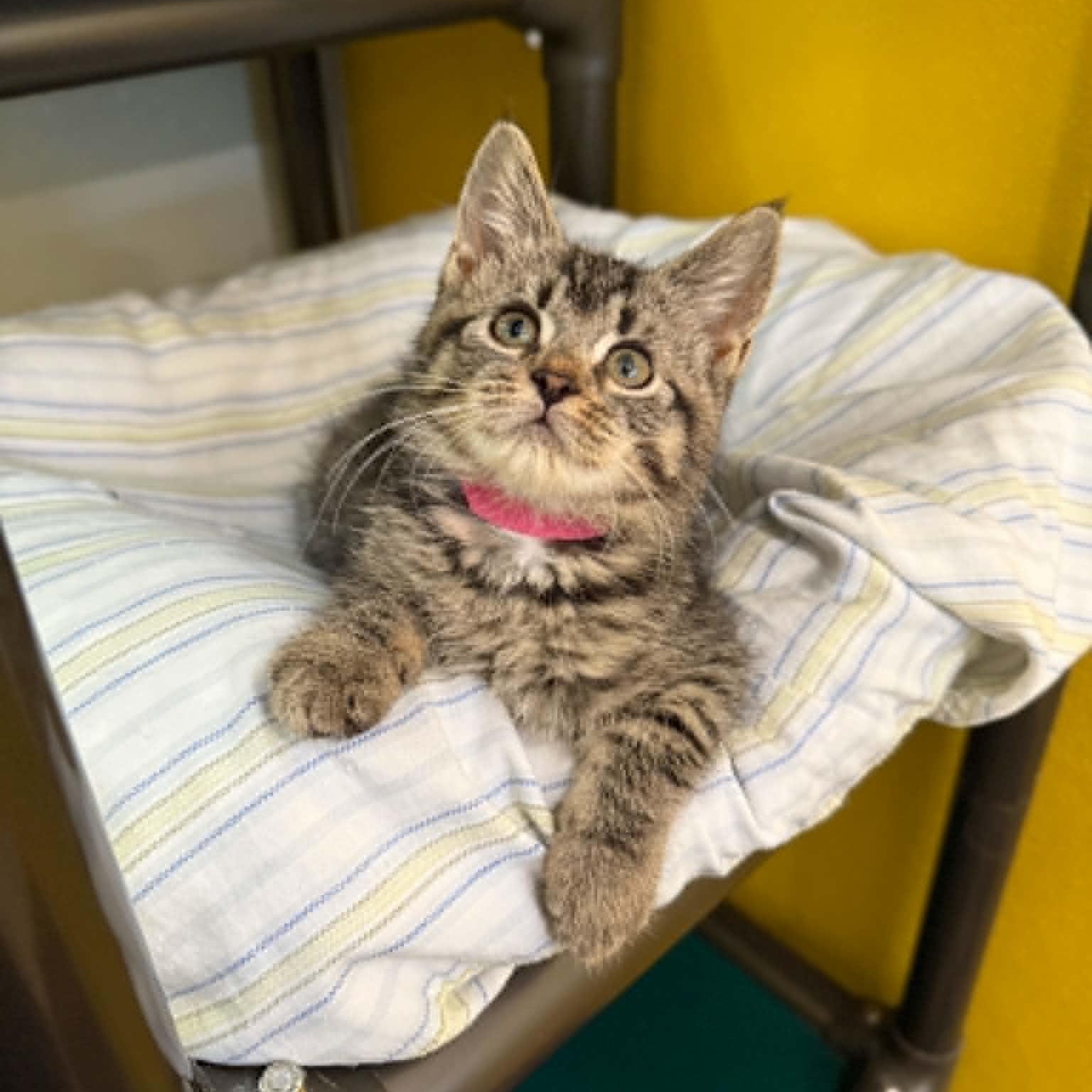 Enlarge Supernova, a Adoptable mixed breed in Penn Yan, NY image 3/6
