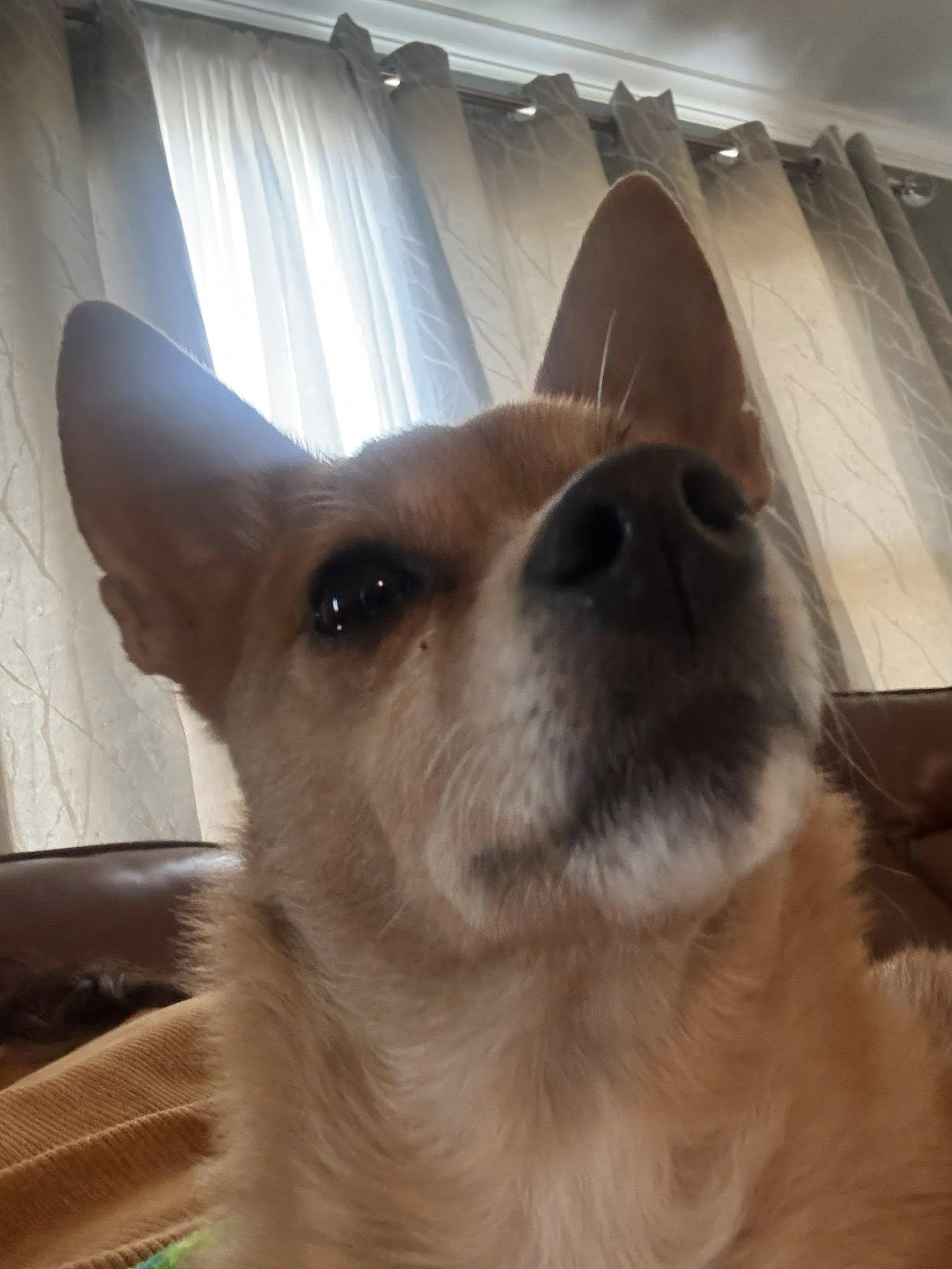 Birdie, a Adopted mixed breed in Shelby, NC image 2/4