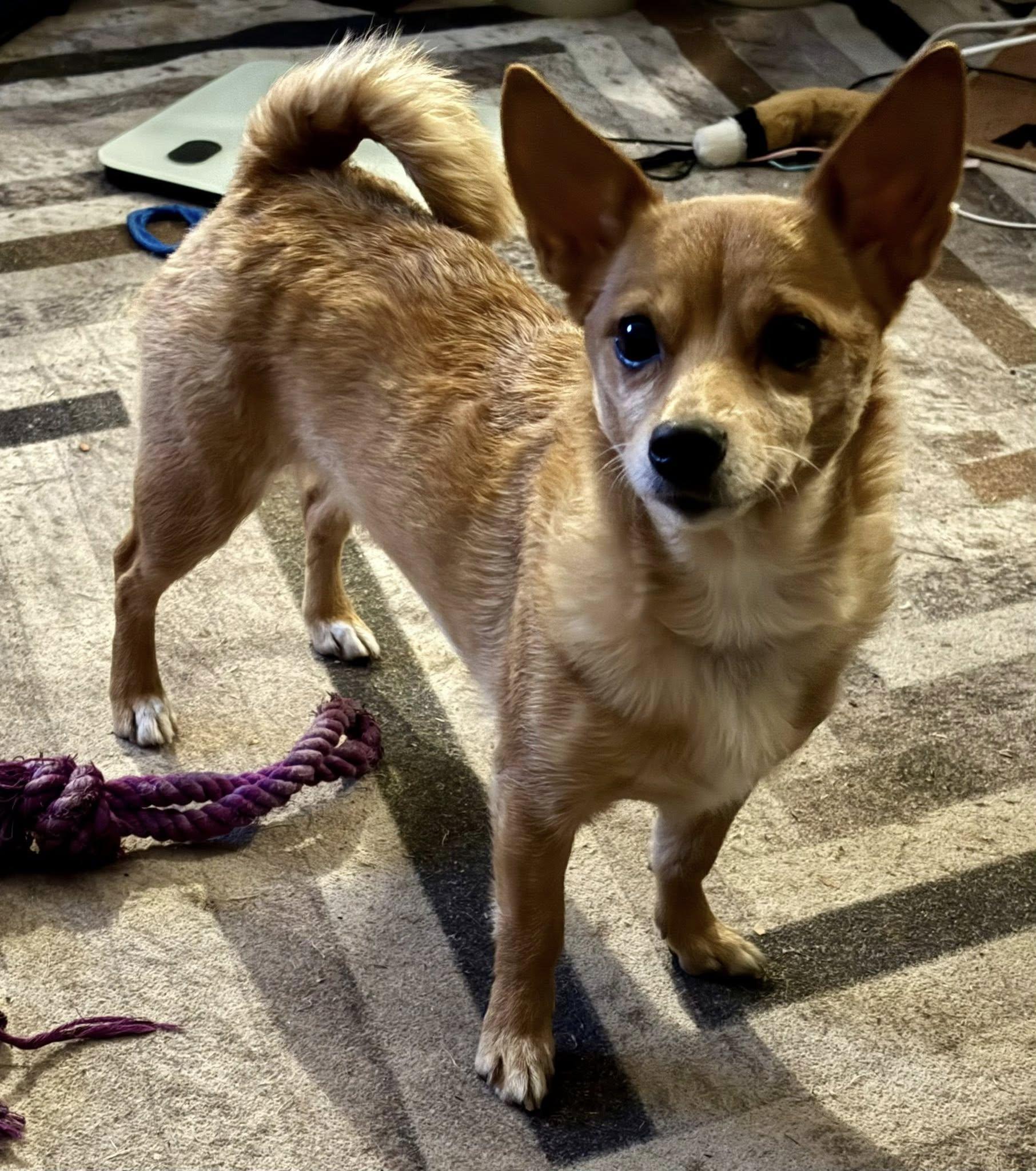 Birdie, Adopted, Adult Female Chihuahua.