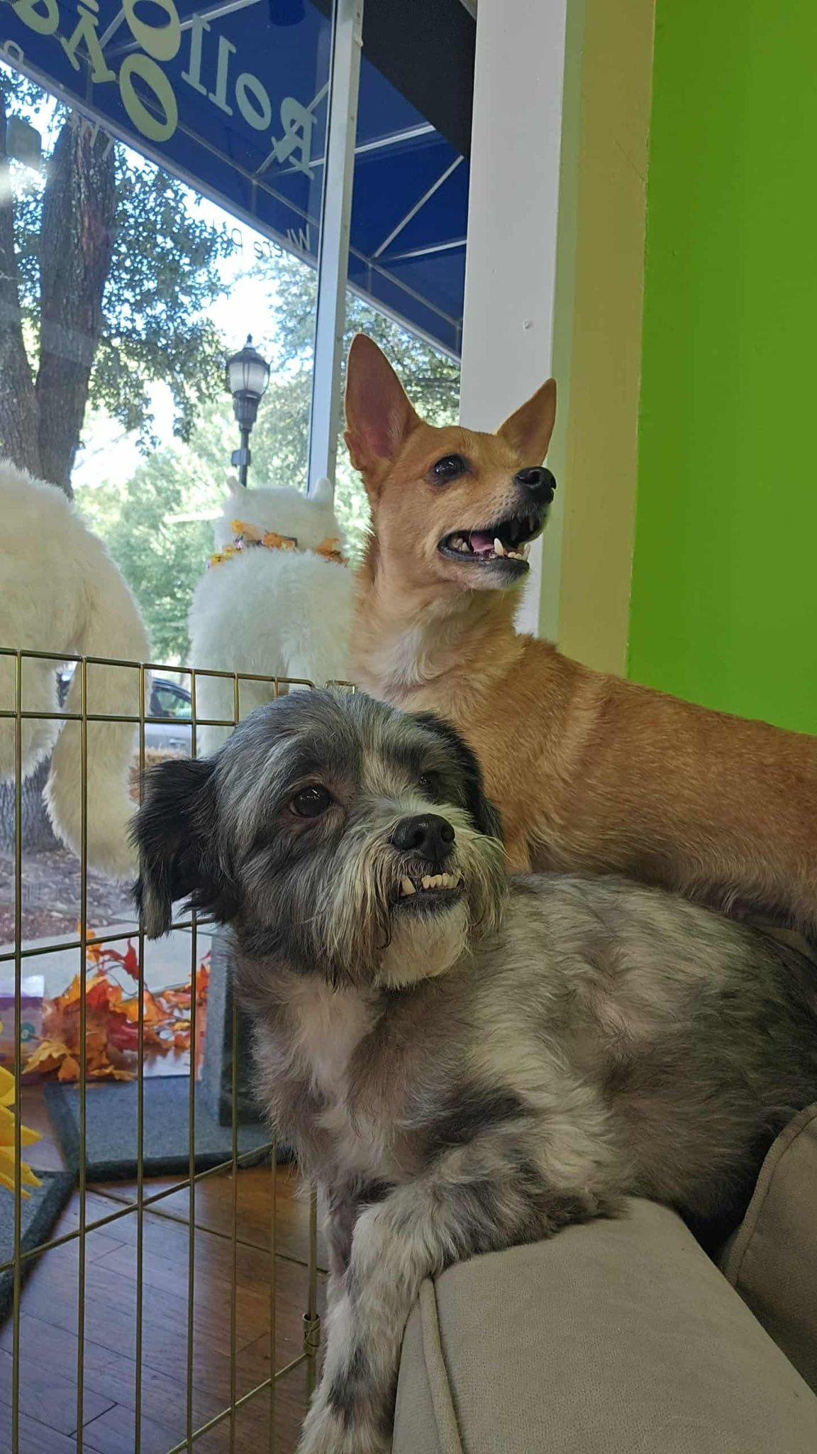 Birdie, a Adopted mixed breed in Shelby, NC image 4/4