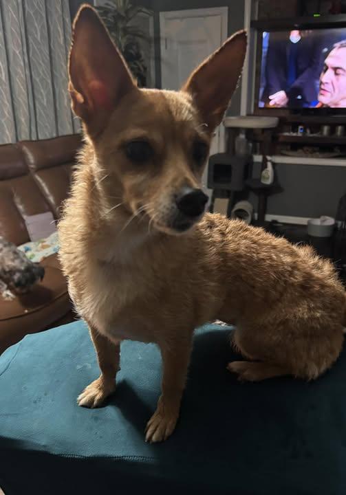 Birdie, a Adopted mixed breed in Shelby, NC image 3/4