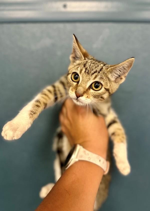 Enlarge Charlie, a Adoptable mixed breed in Victorville, CA image 1/1