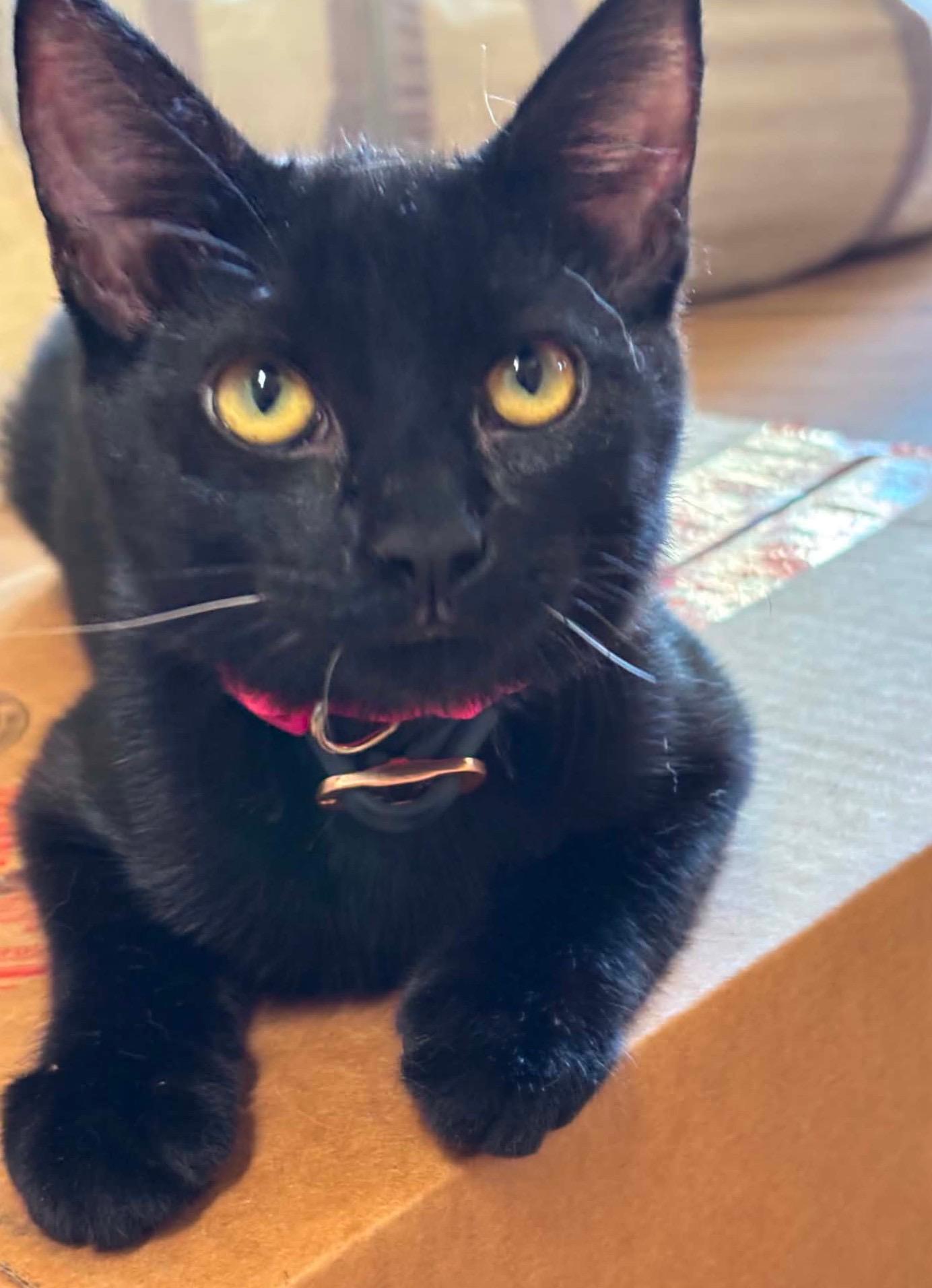 Knight, Adoptable, Kitten Male Domestic Short Hair.