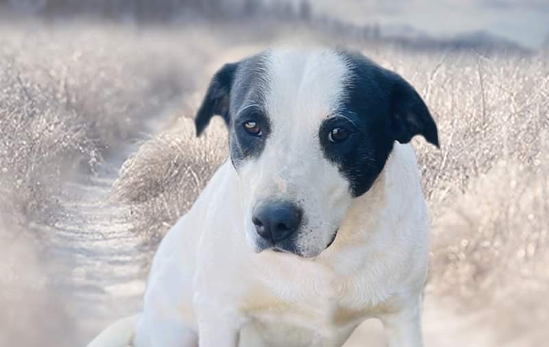 Jingles , an adoptable Labrador Retriever in Albemarle, NC_image-1