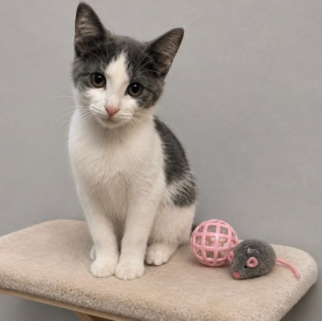 Enlarge Ivy, a Adoptable Domestic Short Hair in Andover, MN image 1/1