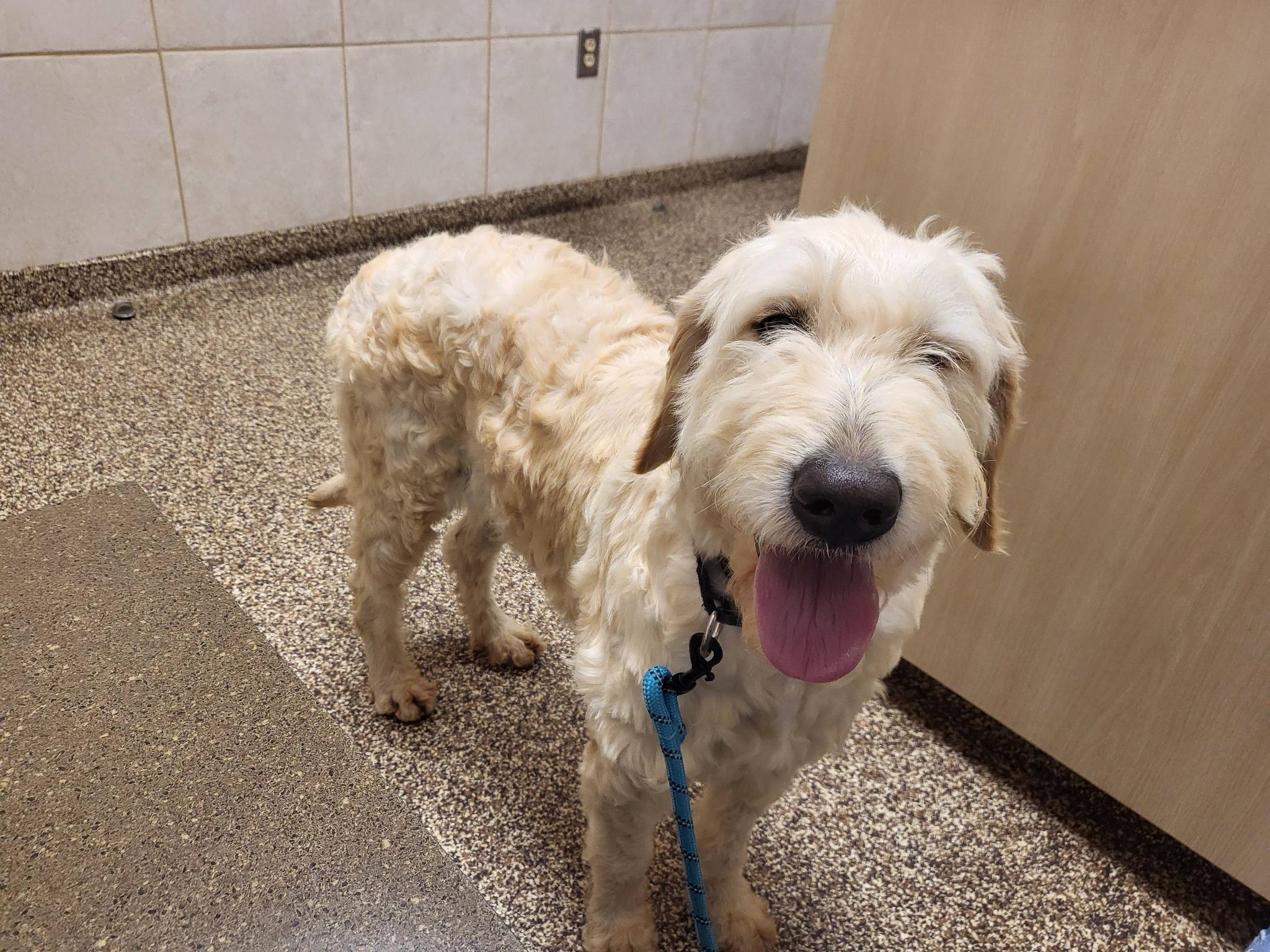 Molly  , ADOPTABLE, Young Female Goldendoodle.