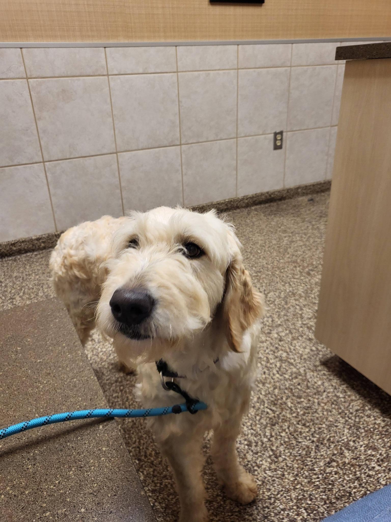 Enlarge Molly  , a ADOPTABLE Goldendoodle in Salisbury, NC image 3/4