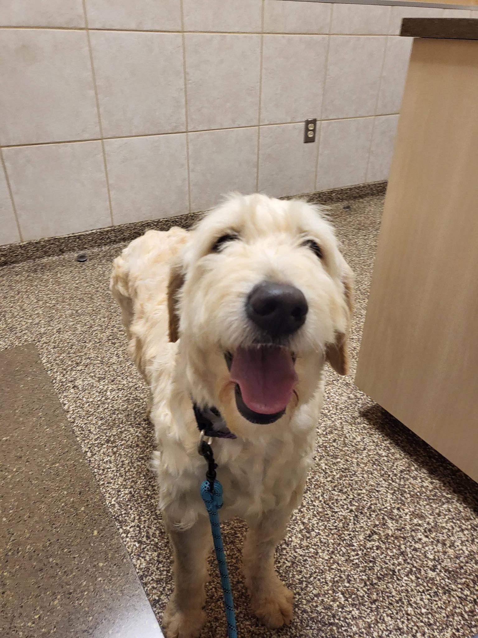 Enlarge Molly  , a ADOPTABLE Goldendoodle in Salisbury, NC image 4/4