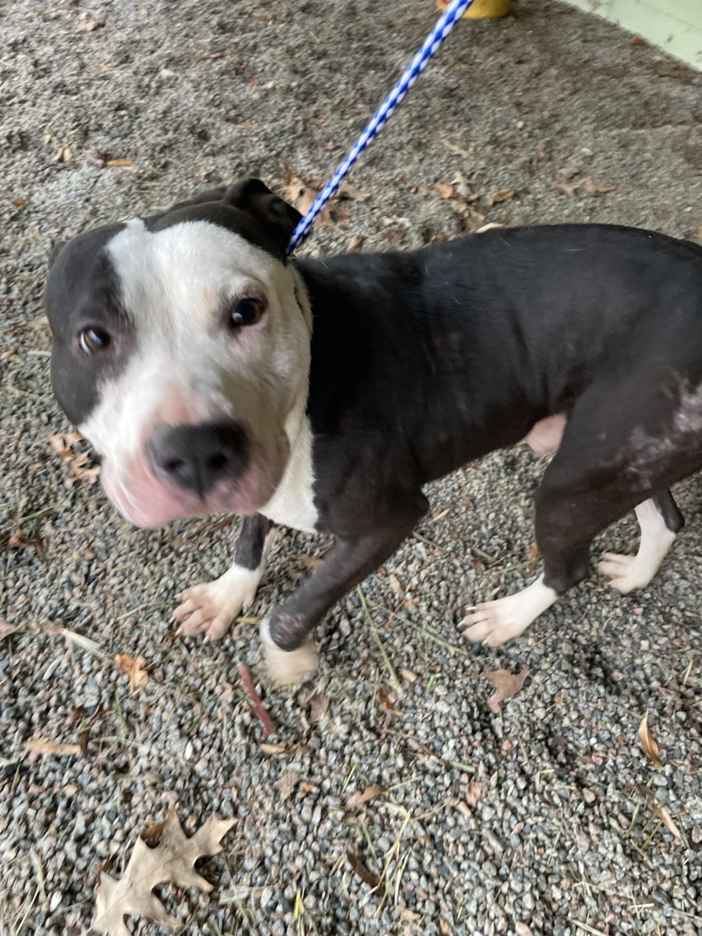 Enlarge Jace119346A(Rescue Only), a ADOPTABLE mixed breed in Rocky Mount, NC image 1/2