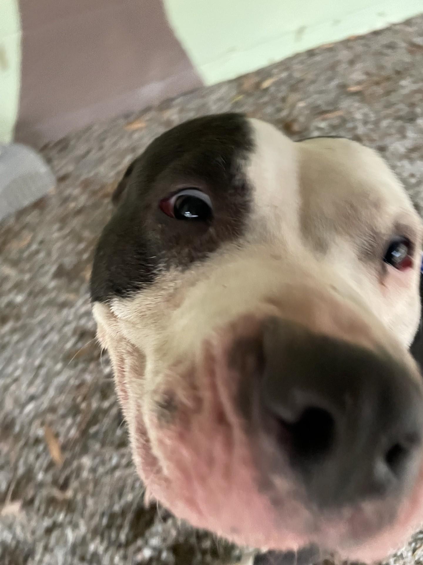 Enlarge Jace119346A(Rescue Only), a ADOPTABLE mixed breed in Rocky Mount, NC image 2/2