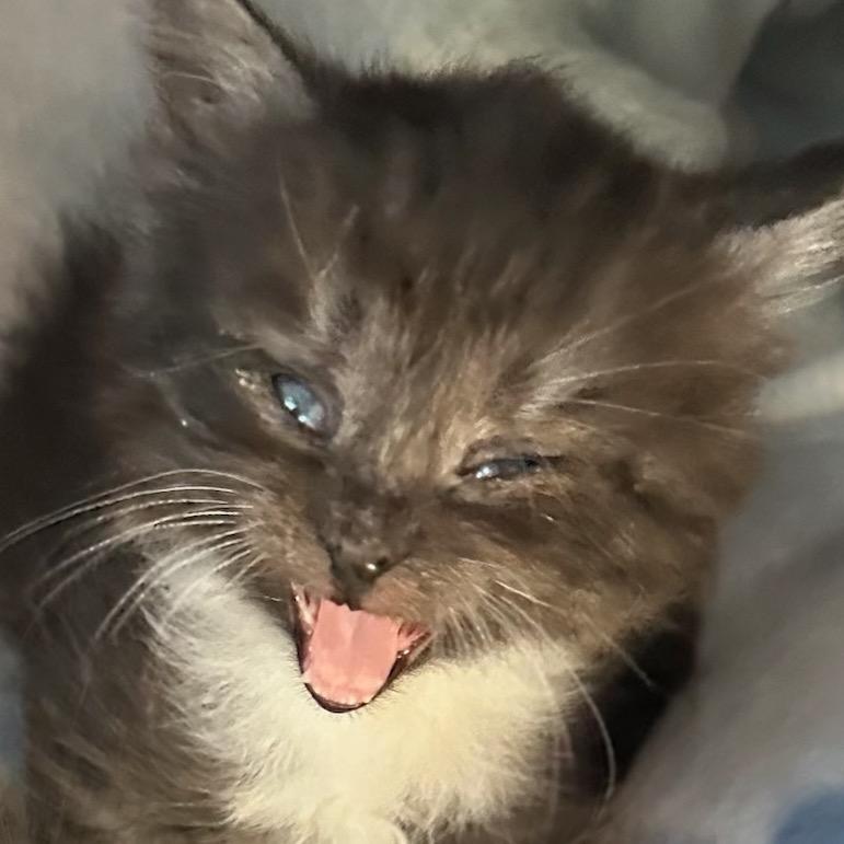 Enlarge Talia, a Adoptable Domestic Long Hair in Simi Valley, CA image 1/2