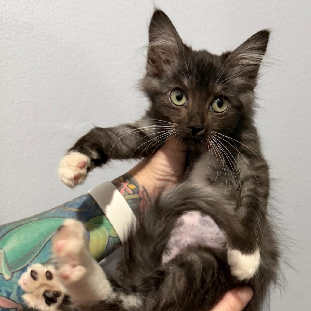 Enlarge Talia, a Adoptable Domestic Long Hair in Simi Valley, CA image 2/2