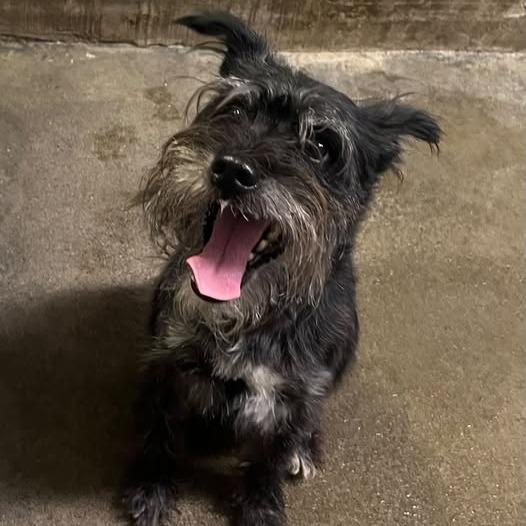 26-1253 Shadow, Adoptable, Adult Male Miniature Schnauzer.