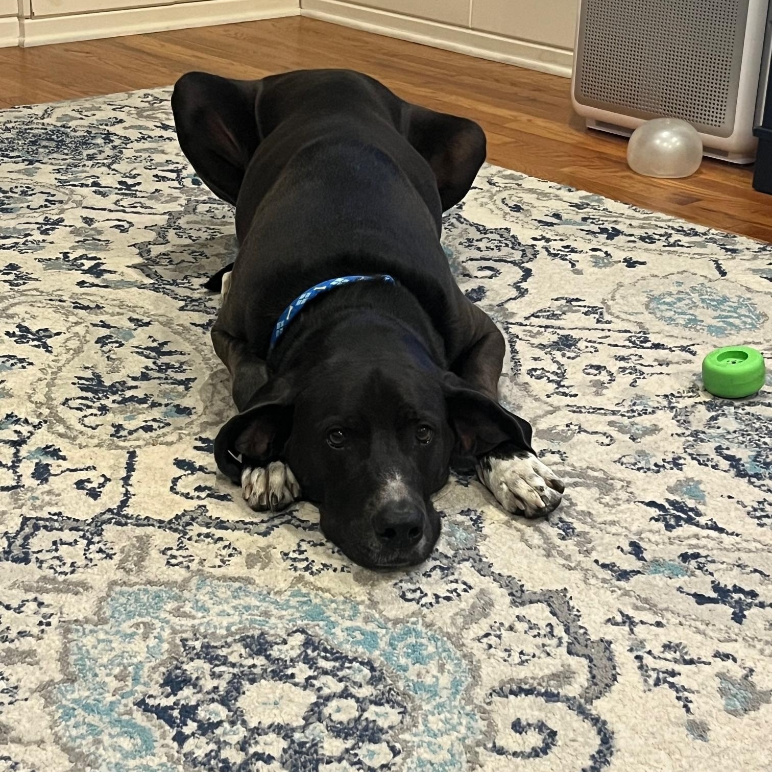 Alto, a Adoptable mixed breed in Wilton, NY image 1/2