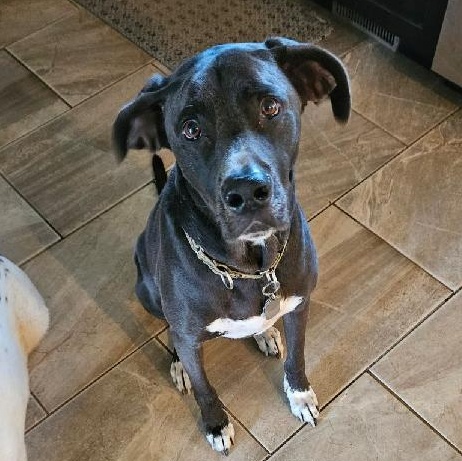 Alto, a Adoptable mixed breed in Wilton, NY image 2/2