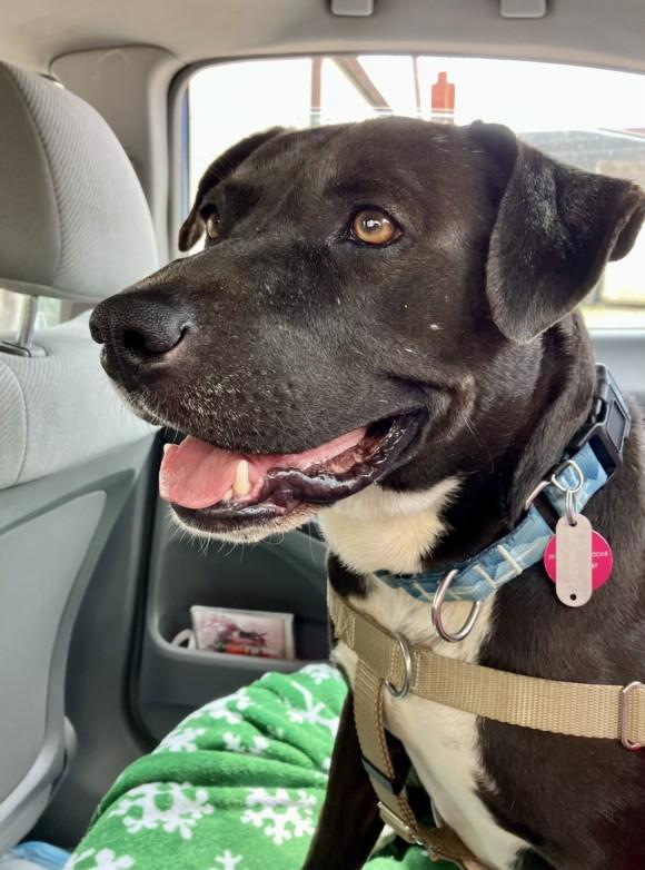 Enlarge DRAGON, a Adoptable Pit Bull Terrier in Chapel Hill, NC image 1/1