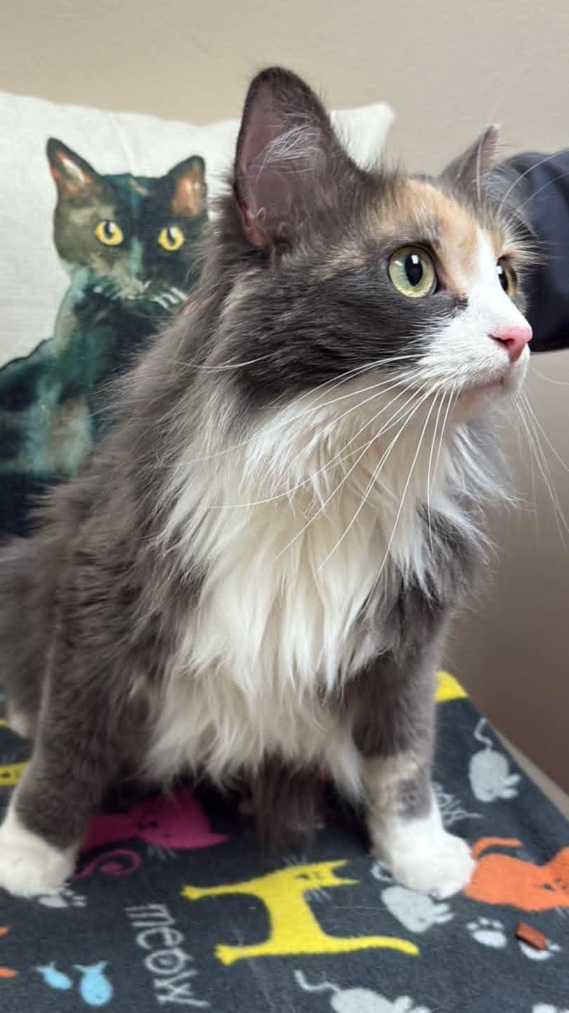 Enlarge Penelope, an adopted Calico in Monticello, IL image 3/3