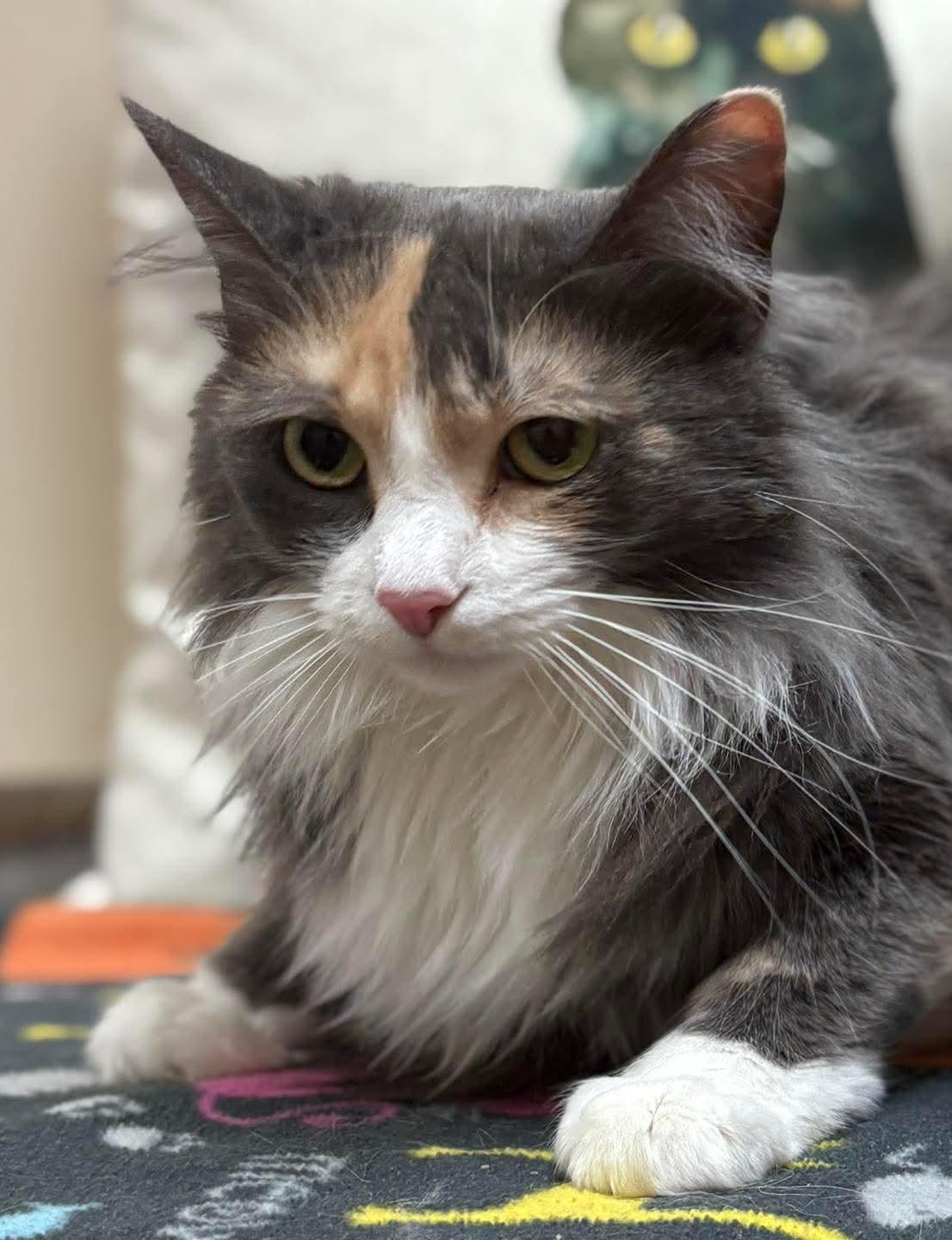 Enlarge Penelope, an adopted Calico in Monticello, IL image 1/3