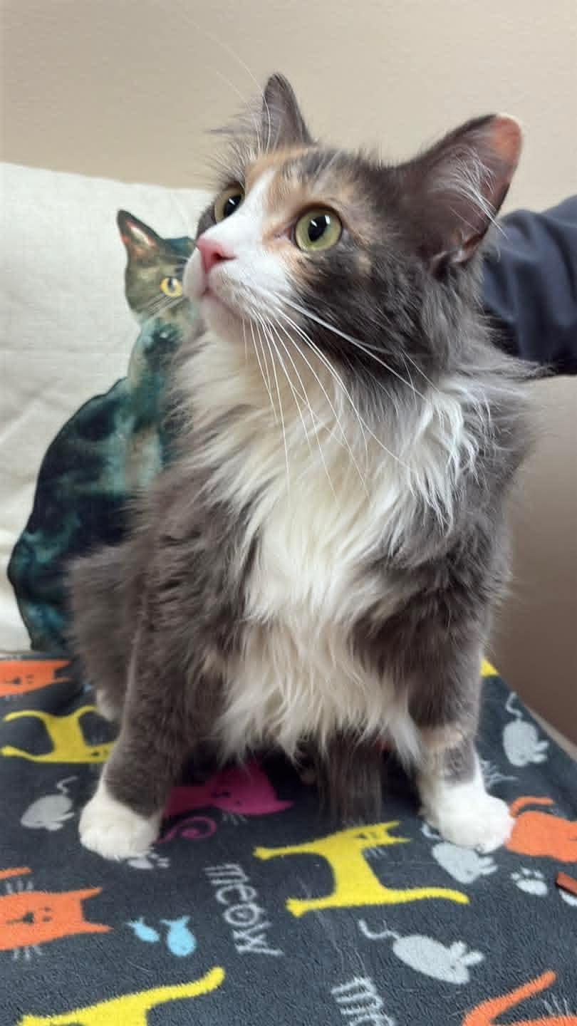 Enlarge Penelope, an adopted Calico in Monticello, IL image 2/3