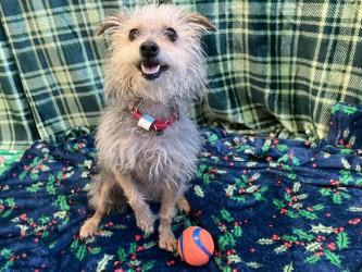 Sassie, Adoptable, Adult Female Parson Russell Terrier & Poodle.