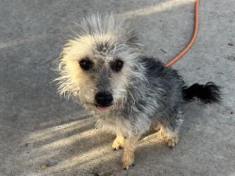 Enlarge Sassie, a Adoptable mixed breed in Boulder, CO image 1/1