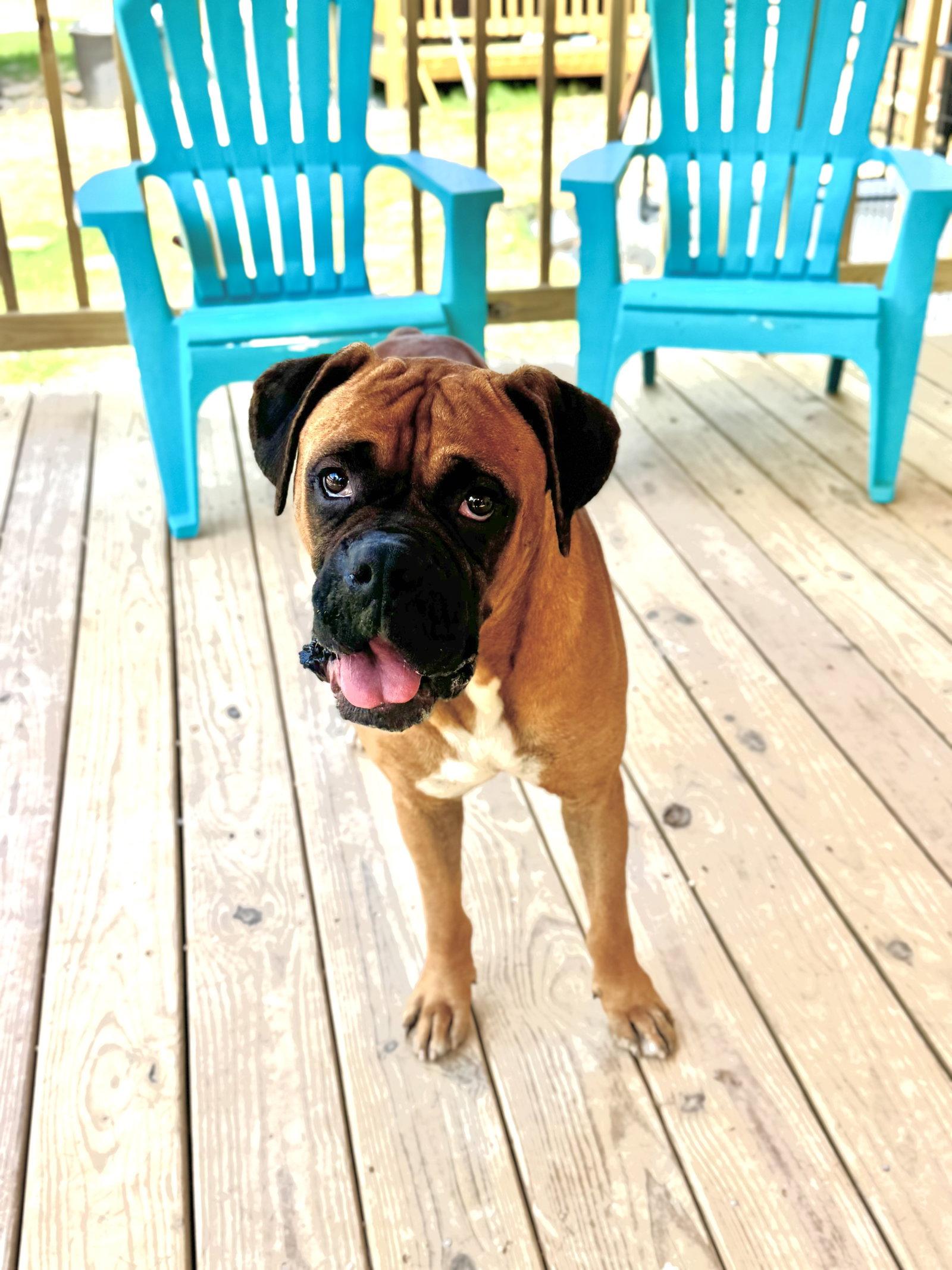 Huxton, a Adoptable Boxer in Monticello, NY image 1/3