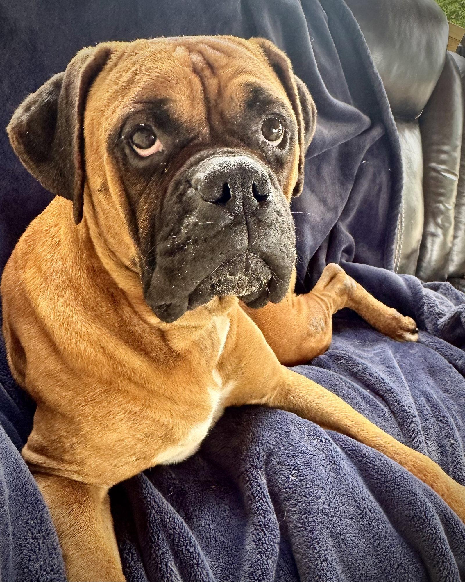 Huxton, a Adoptable Boxer in Monticello, NY image 2/3
