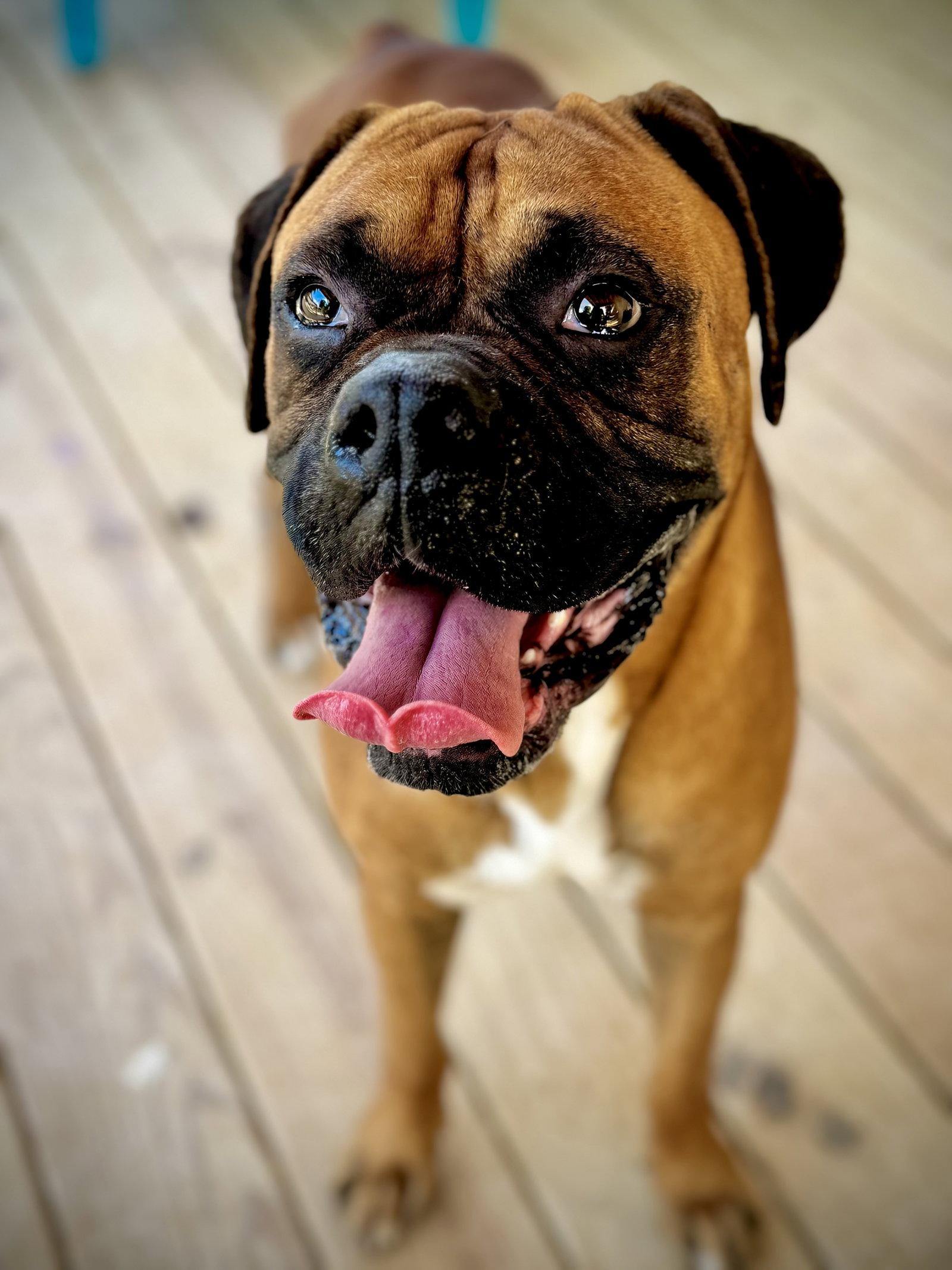 Huxton, a Adoptable Boxer in Monticello, NY image 3/3