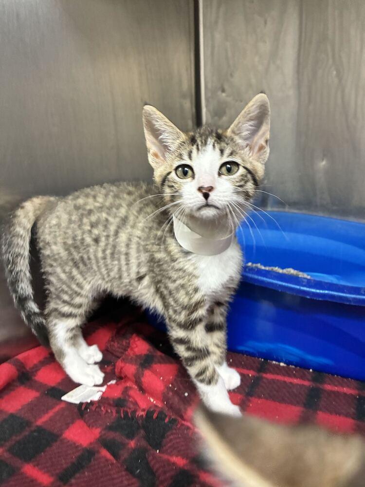 Megan, Adoptable, Kitten Female Domestic Short Hair.