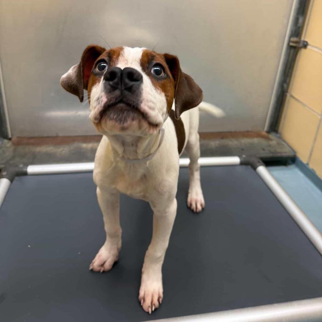 Wabi-Sabi, a Adoptable mixed breed in Tallahassee, FL image 2/6