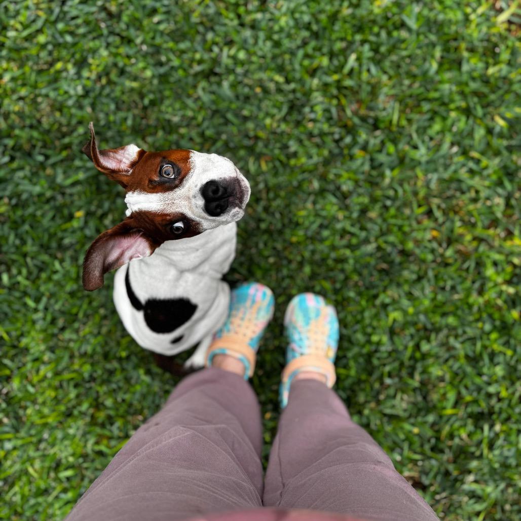 Wabi-Sabi, a Adoptable mixed breed in Tallahassee, FL image 5/6